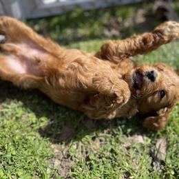 Goldendoodle Puppies from Coal Country Doodles