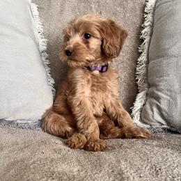 F1B Goldendoodle Skye - Red  female Goldendoodle puppy in Redding, California from Casa Delarosa Collective Poodles & Doodles