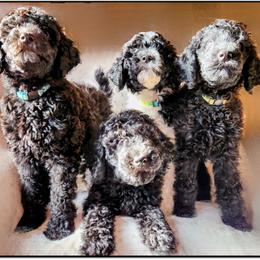 "The Northwoods Litter - 9 weeks" Poodle Puppies from Lucy's Standards