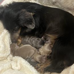 Snuggles - Dachshund