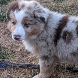 Miniature Australian Shepherds from Robin's Pups