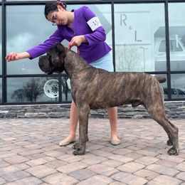 Luka - Cane Corso