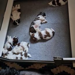 Boy 5 - Tricolor male Shih Tzu puppy in Bethlehem, Pennsylvania from Cinnamon's Shih Tzus