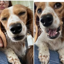Freckles - Dachshund