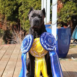 Cinder - Cane Corso