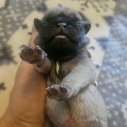 Boy fawn - Fawn male Pug puppy in Canterbury, Connecticut from Pug Palace Kennel