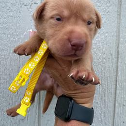 Yellow - Yellow male Labrador Retriever puppy in Newton Grove, North Carolina from Wayalife Labradors & Gsp’s