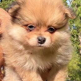 Honeycrisp - Chocolate merle female Pomeranian puppy in Port Angeles, Washington from Pacific Northwest Pomeranians