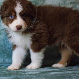 Australian Shepherd Puppies from Lovable Little Aussies
