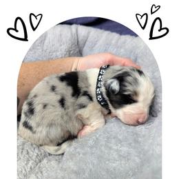 Australian Shepherd and Great Dane Puppies from AEW Farm