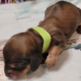 Astro - Sable male Dachshund puppy in Terlton, Oklahoma from CLARK'S BREEDING PROGRAM