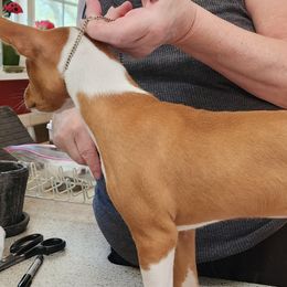 Basenjis from Blue Nile Basenjis