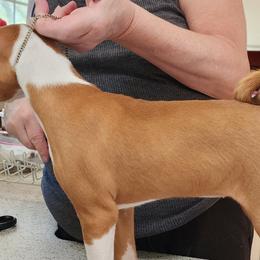Basenjis from Blue Nile Basenjis