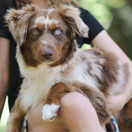 Rocket - Red merle male Aussiedoodle puppy in Lake City, Florida from North Florida Poodles and Doodles