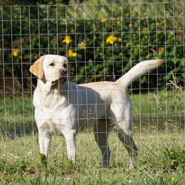 Isabella - Labrador Retriever