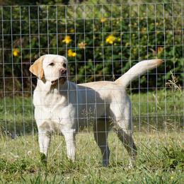 Isabella - Labrador Retriever