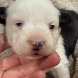 GxE26 Panda baby girl - Black and white female American Corgi puppy in Heyworth, Illinois from Schumaker Corgis