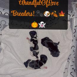 Queenie - Black and white female Shih Tzu puppy in Hillsborough, North Carolina from A Handful of Love Breeders.LLC