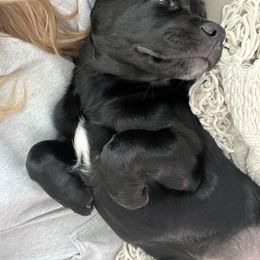 Labrador Retriever Puppies from Walnut Creek English Labs