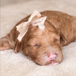 Pumpkin Spice - Apricot female Goldendoodle puppy in Hopkins County, Texas from Boutique Doodles