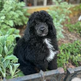Girl 1 - female Poodle puppy in Monetta, South Carolina from Moonrise Poodles
