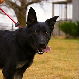 Quiet - Bi-color female German Shepherd puppy in Lincoln, Nebraska from Nebraska K9