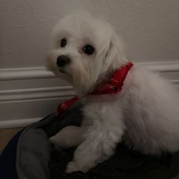 Lily - Maltese