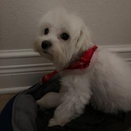 Lily - Maltese