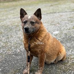 Desperado - Australian Cattle Dog