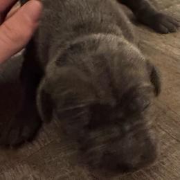 Boy 3 - Gray male Cane Corso puppy in New York from Ironside Cane Corso