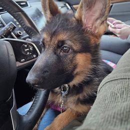 German Shepherd Puppies from Ewig Krieger Kennels