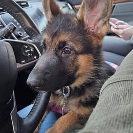 German Shepherd Puppies from Ewig Krieger Kennels