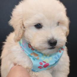 Louie (AKC) - White male Poodle puppy in Rainbow City, Alabama from Misioh Poodles