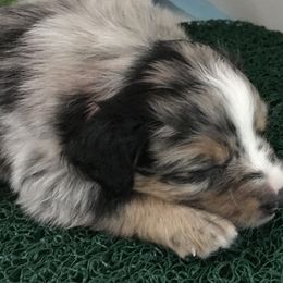 Jade - Blue merle Miniature Australian Shepherd puppy in Newaygo County, Michigan from Blue Skye's Miniature Australian Shepherds
