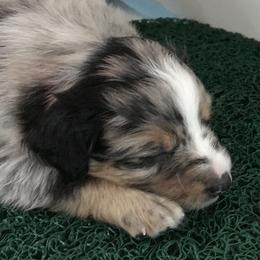 Jade - Blue merle Miniature Australian Shepherd puppy in Newaygo County, Michigan from Blue Skye's Miniature Australian Shepherds