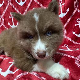 AKC Walnut - Red and white male Siberian Husky puppy in Centreville, Maryland from Huskies By the Bay