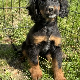 Girl 4 - Black and tan Cockapoo puppy in Berea, Kentucky from Blair’s Furry Friends