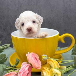 Cub - Caramel ice female Australian Labradoodle puppy in Denton, Texas from Liberty Hill Labradoodles