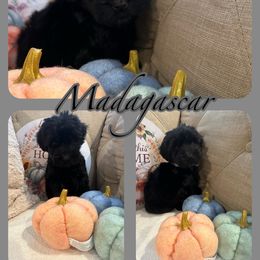 Madagascar - Goldendoodle puppy from Zona’s Teddybear GoldenDoodles