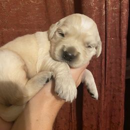 Golden Retriever Puppies from Golden Barnes Kennel