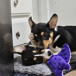 Pembroke Welsh Corgi Puppies from Shelly Bean Corgis