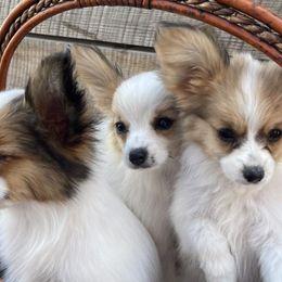 Papillons from Heart Mountain Kennels