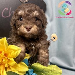 Cheer Bear - Phantom female Poodle puppy in Bowman, Georgia from Companion Creek Farm