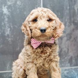 Nick - Red  male Goldendoodle puppy in Pasco, Washington from Camp Doodle Woods