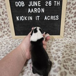 Aaron - Black male Border Collie puppy in Chariton, Iowa from Kickin It Acres BCs