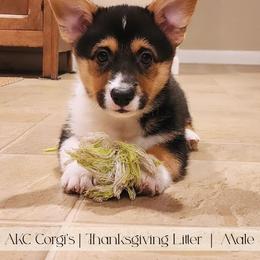 Biscuit - Black and tan male Pembroke Welsh Corgi puppy in Pine Village, Indiana from NL Horsemanship