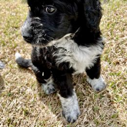 Aussiedoodle Puppies from Sugar Creek Oodles