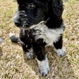 Aussiedoodle Puppies from Sugar Creek Oodles