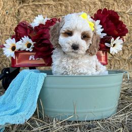 Crystal - Parti female Goldendoodle puppy in Pendleton, Oregon from Blushing Doodles