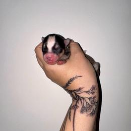 Gray - Gray and white male Pomsky puppy in La Verne, California from Red Cedar Pomskies